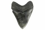 Fossil Megalodon Tooth - South Carolina #175938-2